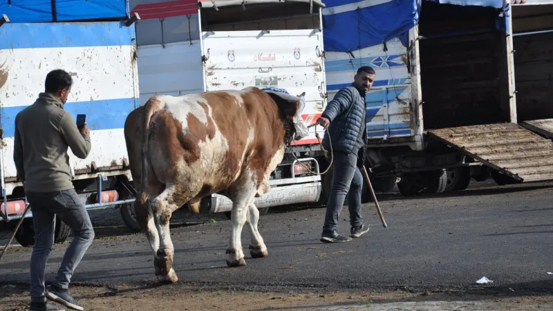 Rıfkı ŞOK Etti! 900 Kiloluk Boğaya Dudak Uçuklatan Fiyat
