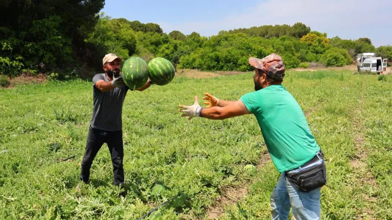 Adana'da karpuz işçilerinin günlük yevmiyeleri belli oldu