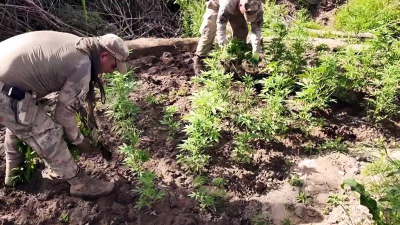 Diyarbakır'da 12,3 milyon kök kenevir ve skunk ele geçirildi; 22 tutuklama