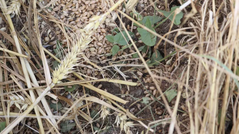 Edirne'de Dolu Felaketi! 10 Bin Dekar Tarla Perişan