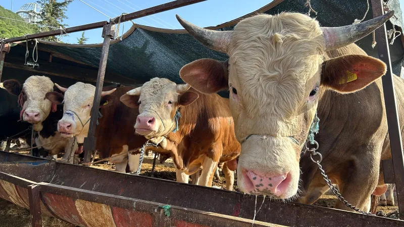 Erzincan’da kurban kesim yerleri açıklandı