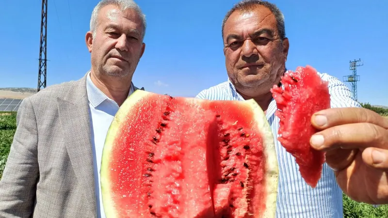 Gaziantep'in Araban ilçesinde karpuz hasadı