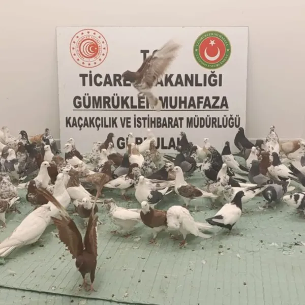 Gümrükte Şok Baskın! "Cancan" Cinsi Güvercinler Ele Geçirildi!