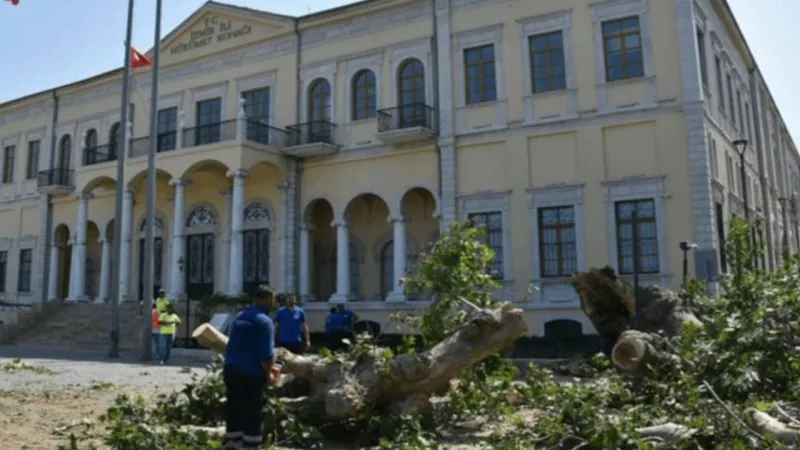 İzmir'de Asırlık Çınar Devrildi! Tarihi Ağaç Neden Kırıldı?