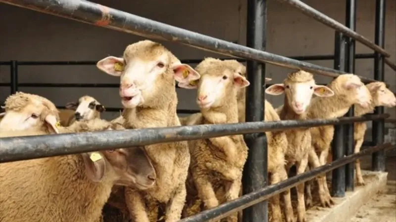 Kurban Kesiminde Şok Uyarı! Hijyen Olmazsa Ne Olur?