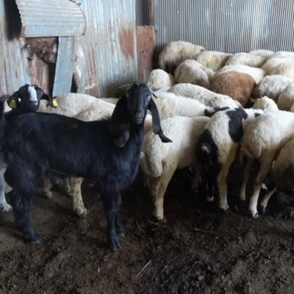 Kurbanlıkta küpe ve ağırlık uyarısı