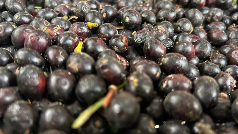 Litresi 1000 liraya yükseldi! Ormanlarda kendiliğinden yetişiyor