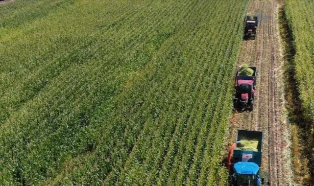 Malavi'de Mısır İhracatı Yasağı! Kıtlık Kapıda mı?