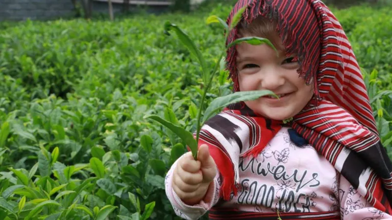 Çay Fiyatı Açıklandı: Rize'de Çay Üreticileri İkiye Bölündü!