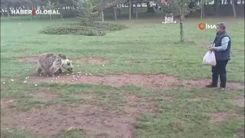 Ayı Besleyen Adam! Erzincan'da Şok Eden Görüntüler