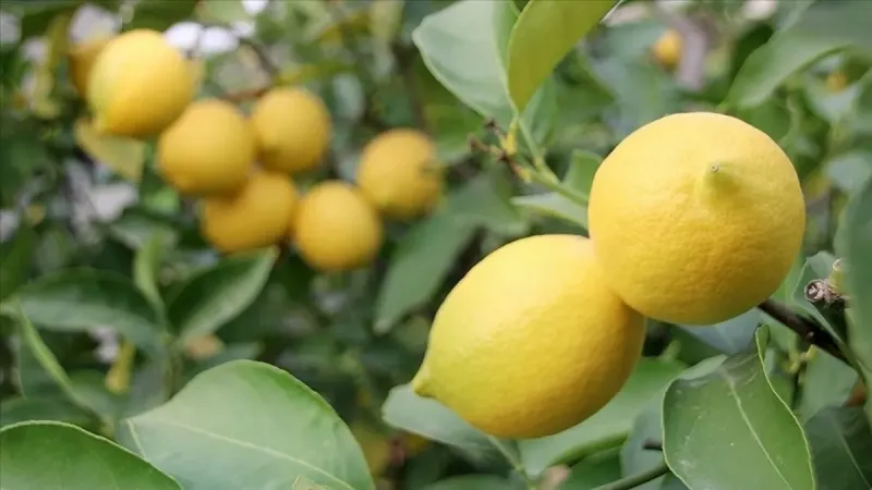 Zam Şampiyonu Limon! İşte Fiyatı En Çok Artan ve Azalan Ürünler
