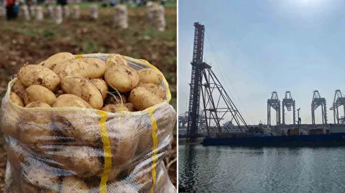 Virüslü Patates Alarmı! 2 Bin Ton Patates Geri Gönderildi! Şok Gelişme!