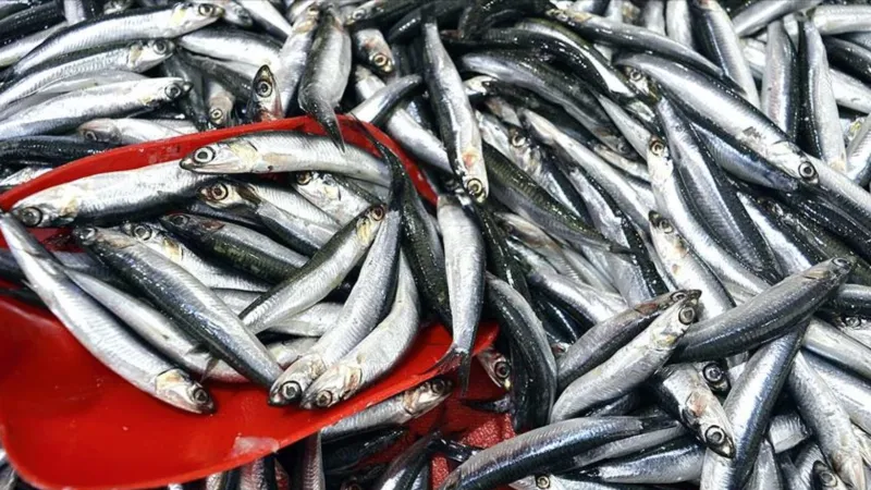 Hamsi Rekoru! Türkiye'den 4 Ayda Kaç Milyon Dolarlık İhracat Yapıldı?