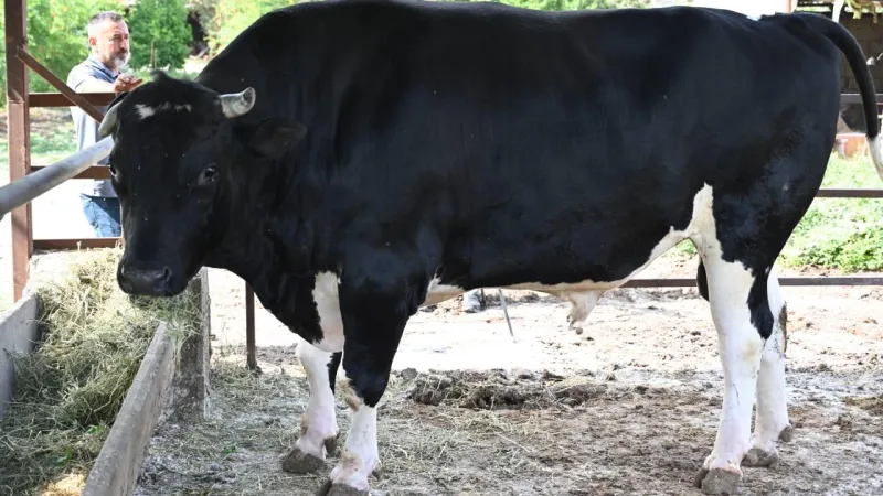 Osmaniye'de 1,2 tonluk boğa alıcısını bekliyor