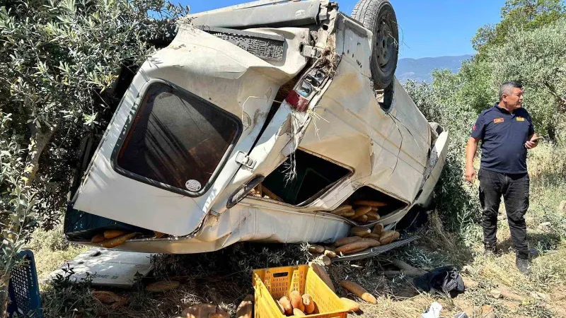 Aydın'da Feci Kaza: Ekmek Kamyonu Zeytinliğe Uçtu!