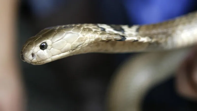Valizden Çıkanlar Şoke Etti! 48 Zehirli Yılan ve Kaplumbağalar